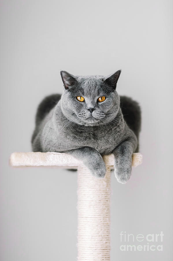 Majestic grey cat laying on the top of the scratcher. Photograph by Michal Bednarek