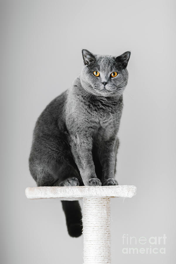Majestic grey purebred cat sitting on the scratcher Photograph by Michal Bednarek