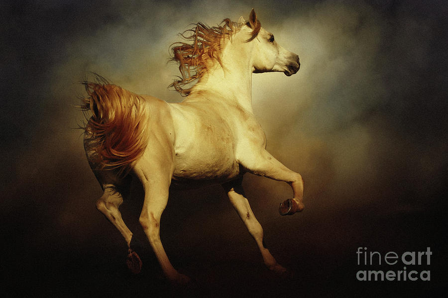 Majestic Horse Photograph by Dimitar Hristov