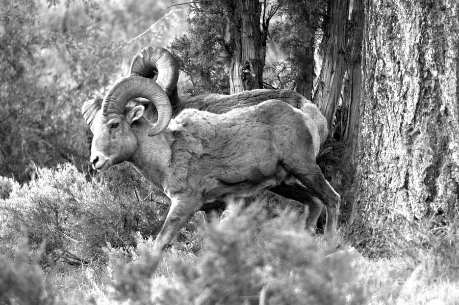 Majestic In The Cliffs Of Lamar Valley Black And White Photograph by Adam Jewell