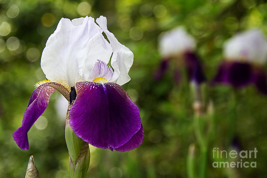 Majestic Iris Photograph by Jemmy Archer