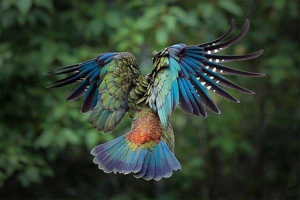 Nature Photograph - Majestic Kea in flight, New Zealand  by Andy Bucaille