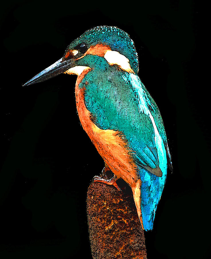 Kingfisher Digital Art - Majestic KingFisher by Laura Western