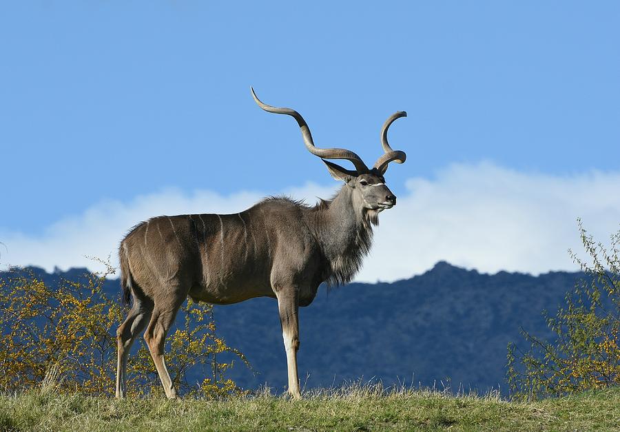 Majestic Kudu 2 Photograph by Fraida Gutovich
