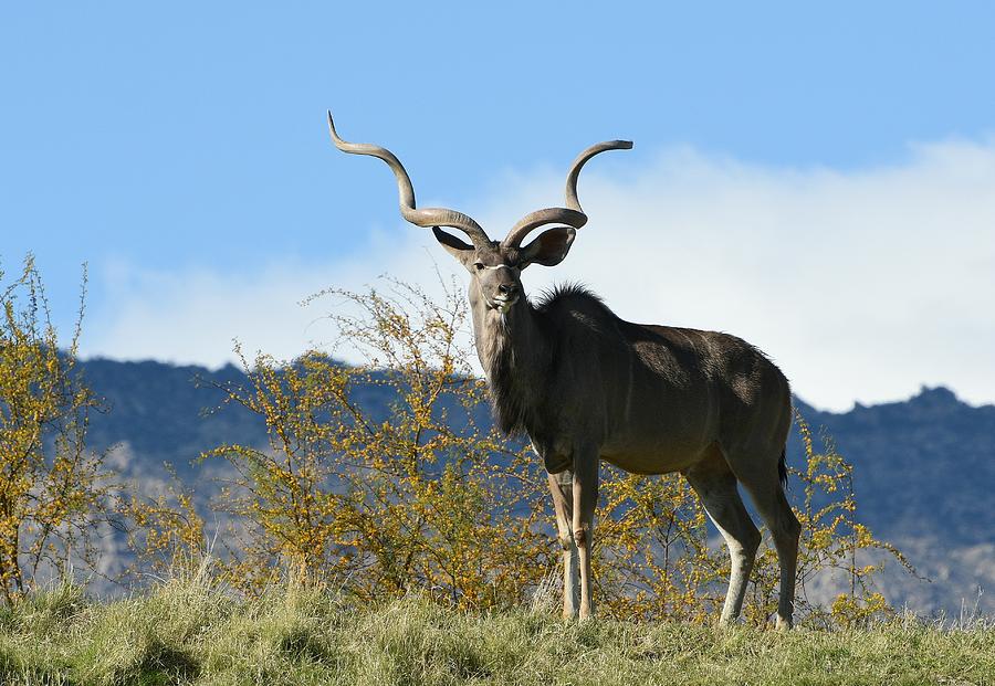 Majestic Kudu Photograph by Fraida Gutovich