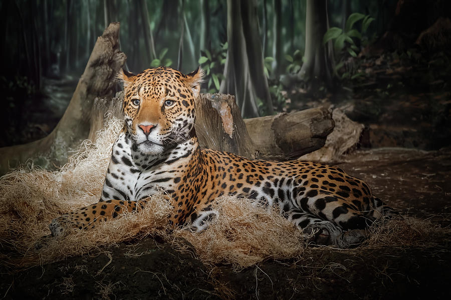 Majestic Leopard Photograph