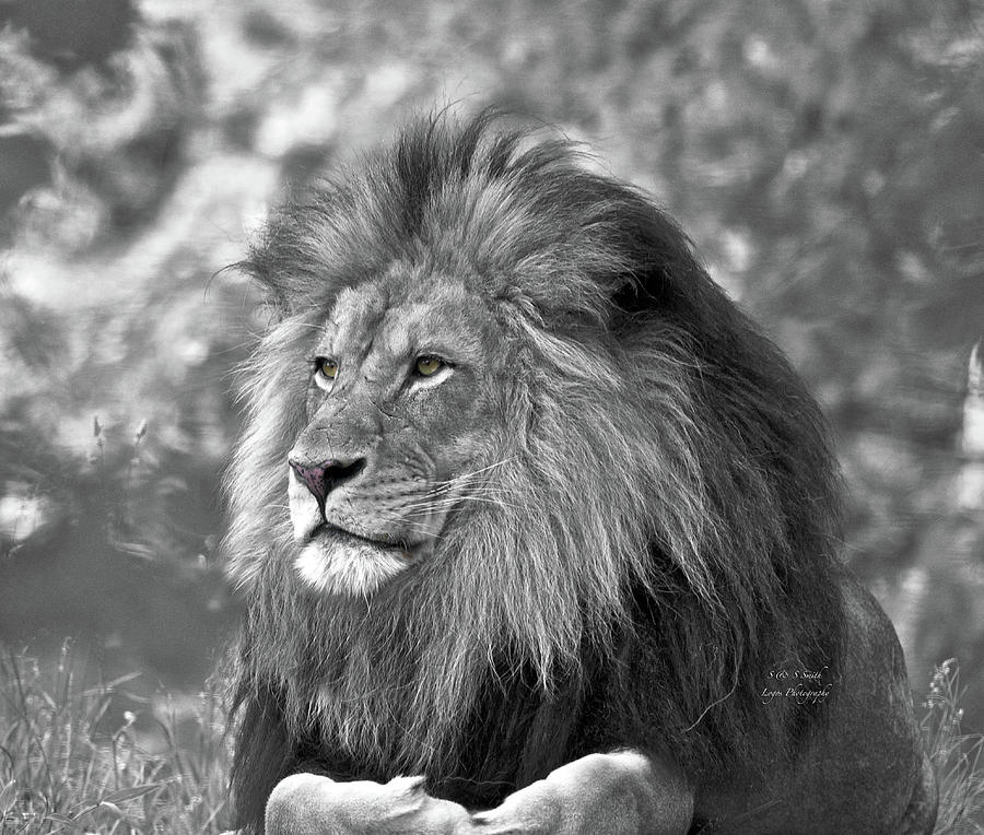 Majestic lion black and white Photograph by Steve and Sharon Smith