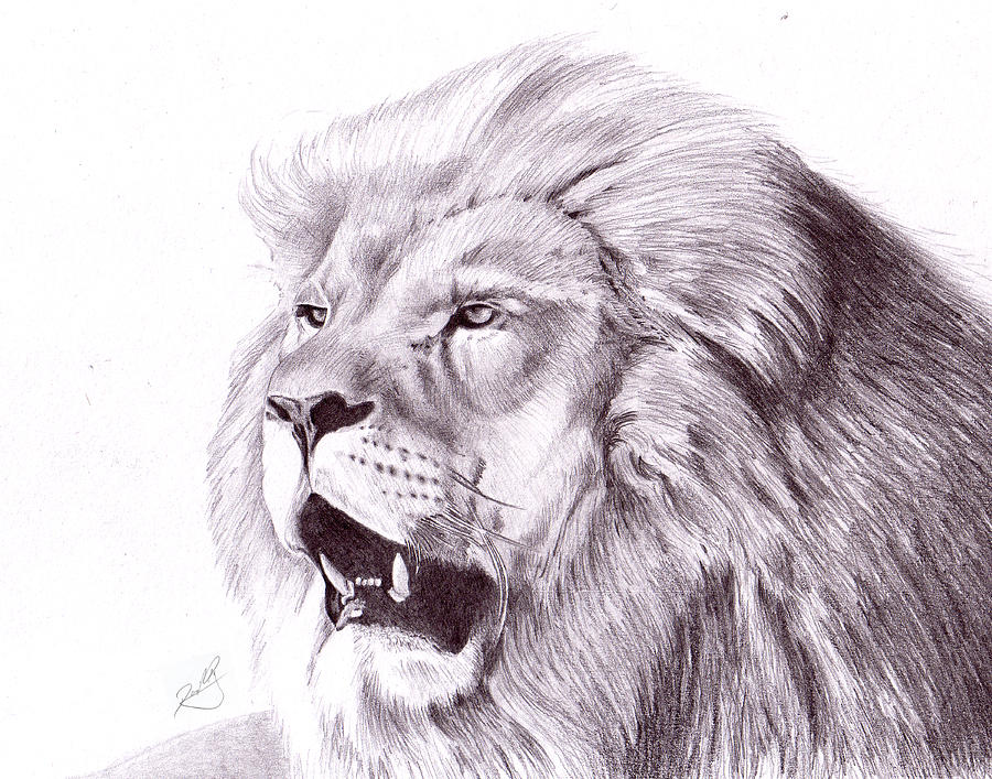 Majestic Lion Drawing by Dave King - Fine Art America