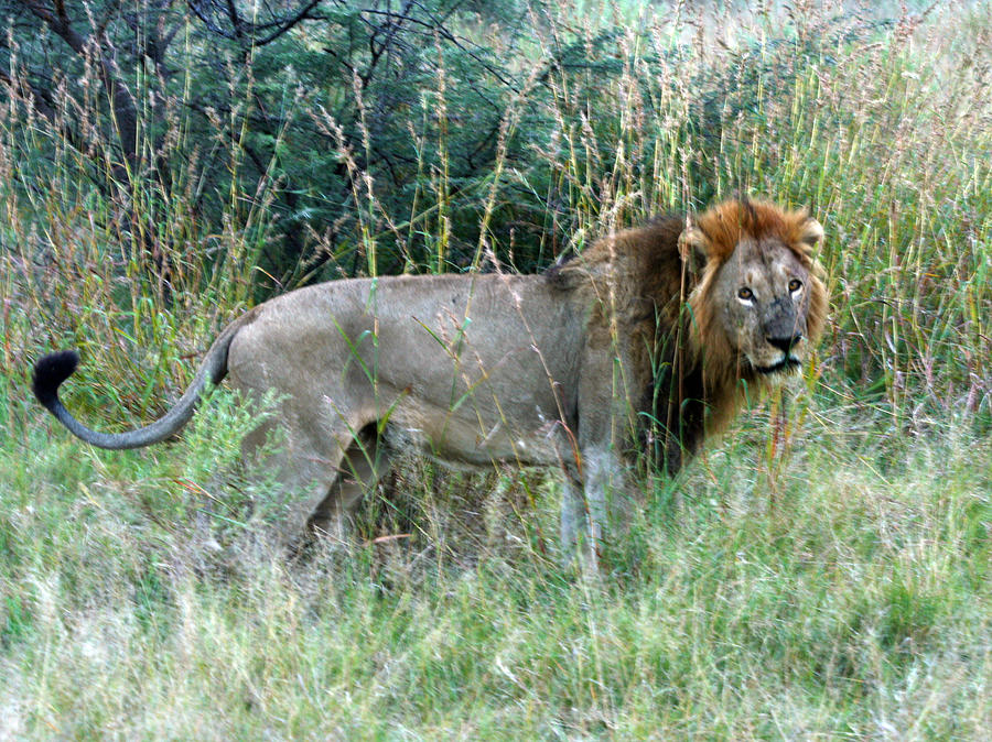 Majestic Lion Photograph by Karen Zuk Rosenblatt