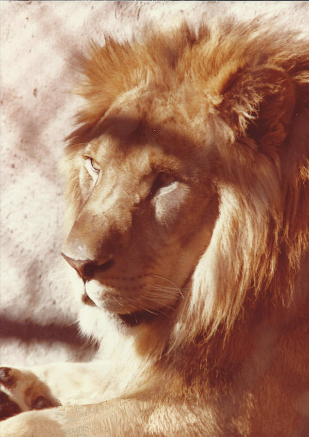 Majestic Lion Painting by Margaret Harmon