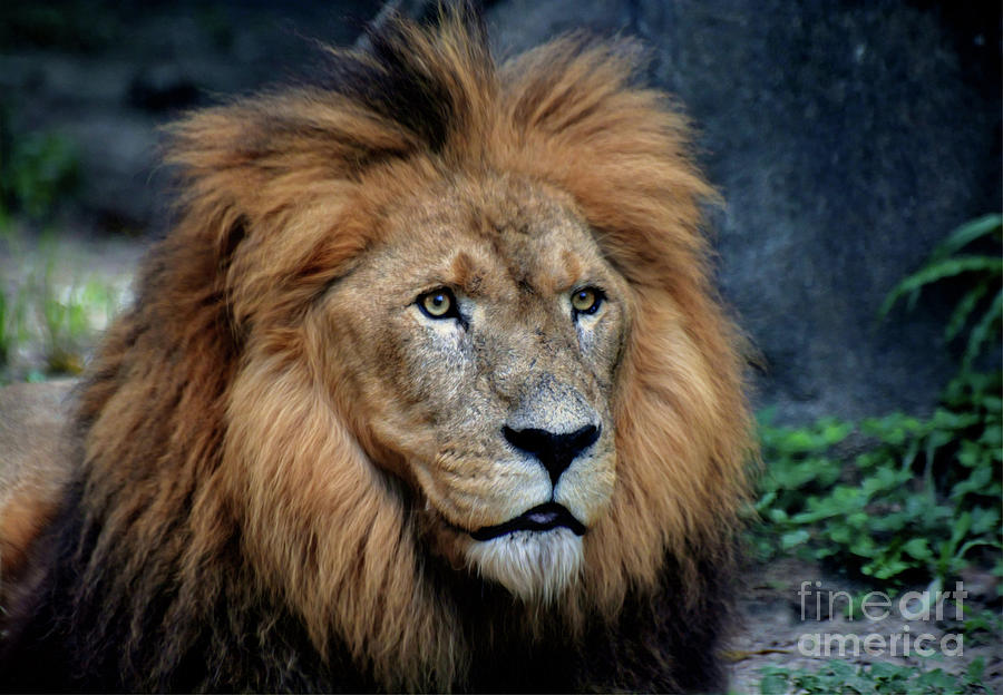 Majestic Lion  Photograph by Savannah Gibbs