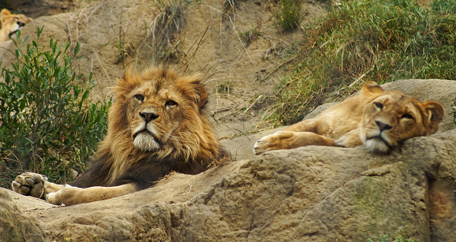 Majestic Lions Photograph by Cameron Wood