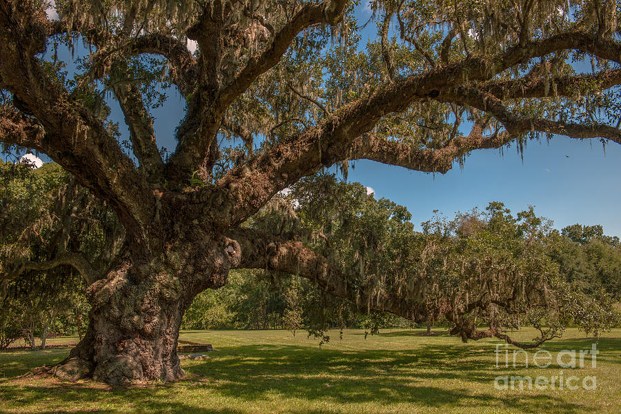 Majestic Live Oak Tree at McLeod Plantation Photograph by Dale Powell