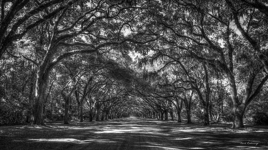 Majestic Live Oaks Wormsloe Plantation Savannah GA Landscape Art Photograph by Reid Callaway