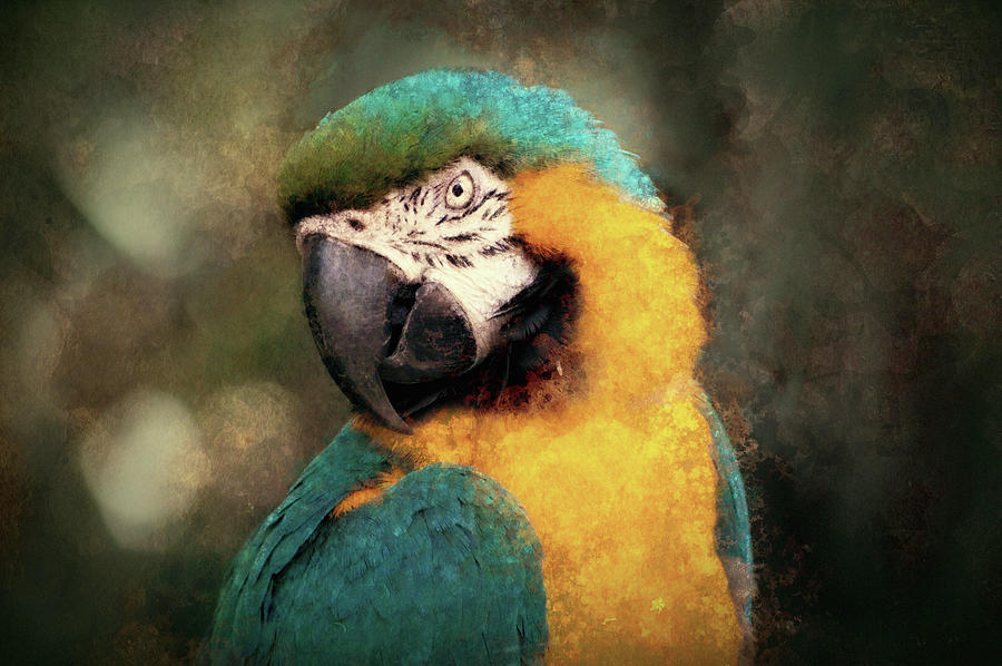 Majestic Macaw Mixed Media by Susan Maxwell Schmidt