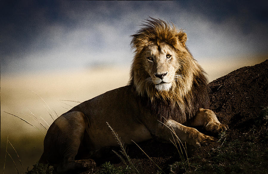 Lion Photograph - Majestic Male On Mound by Mike Gaudaur