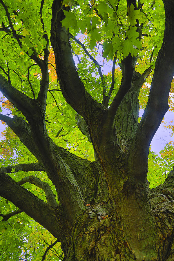Fall Photograph - Majestic Maple 2 by Gary Hall