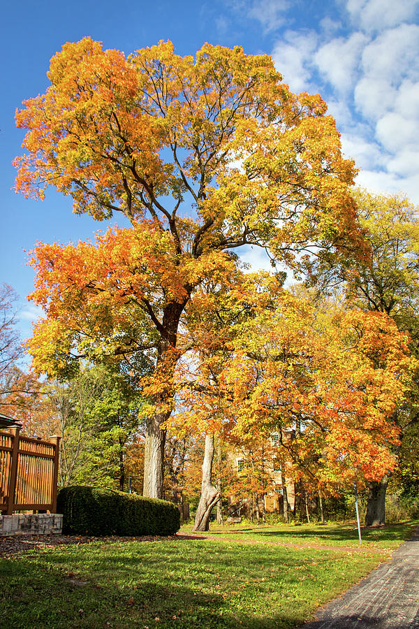 Majestic Maple Photograph by Ira Marcus