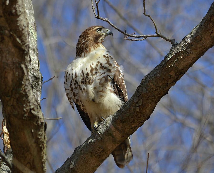 Majestic Photograph by Marjorie Tietjen - Fine Art America