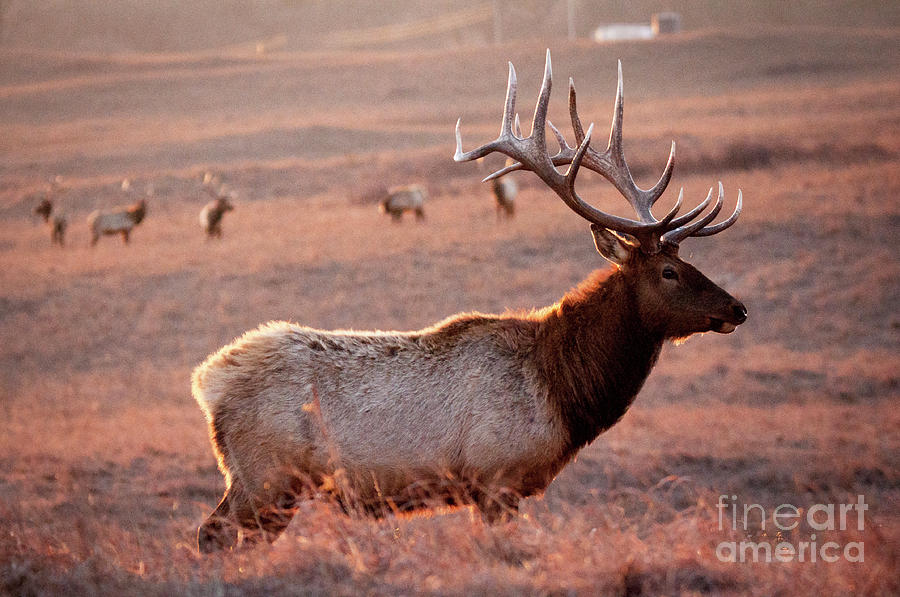Majestic Maxwell Elk Photograph by Jean Hutchison