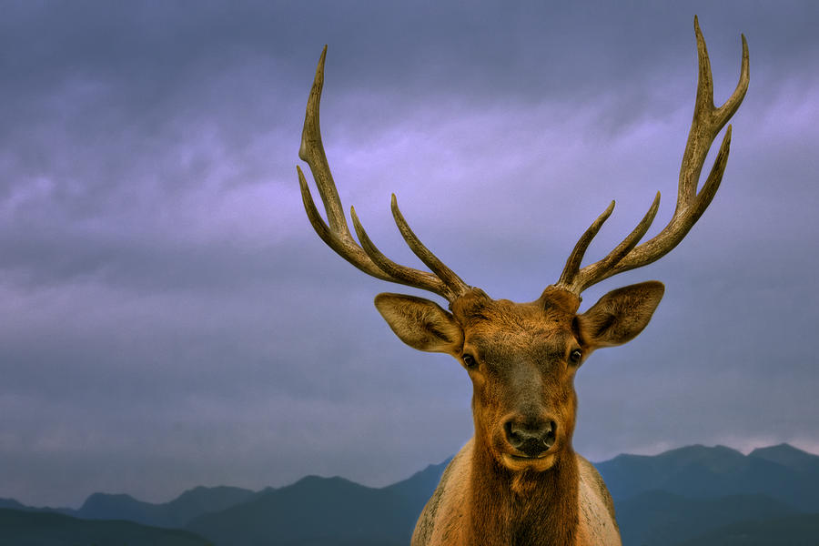 Majestic Elk Photograph by Mitch Spence