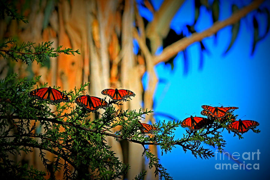 Majestic Monarch Photograph by Craig Corwin