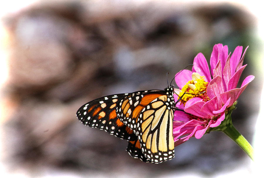 Majestic Monarch Photograph by Ola Allen