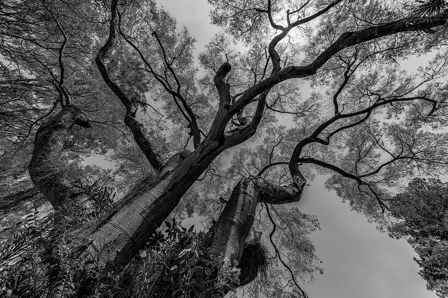 Black And White Photograph - Majestic Monk Tree in Black and White by Sanchez PhotoArt