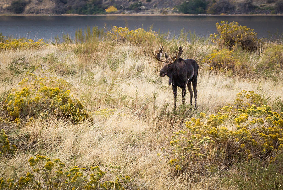 Majestic Moose Photograph by Brad Stinson