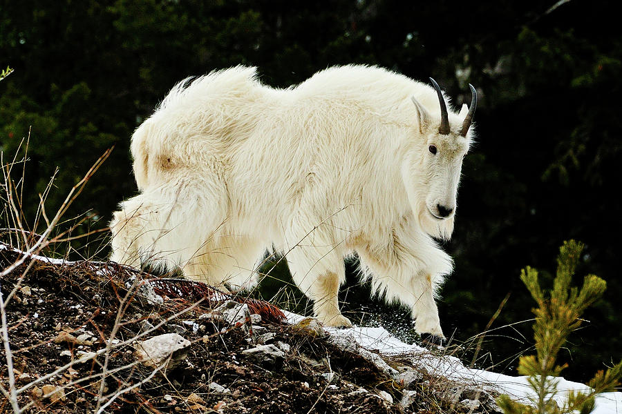 Majestic Mountain Goat Photograph by Greg Norrell