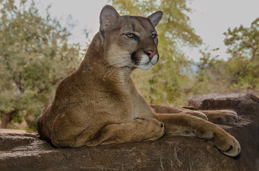 Majestic Mountain Lion Photograph by Evelyn Harrison