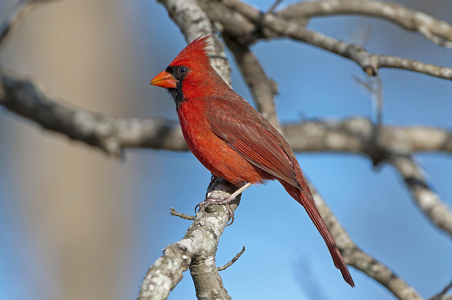 Majestic Mr. Redbird Photograph by Bonnie Barry