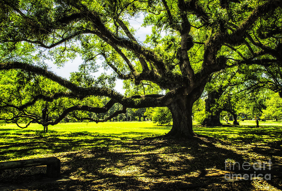 Majestic Oak Photograph by Frances Ann Hattier