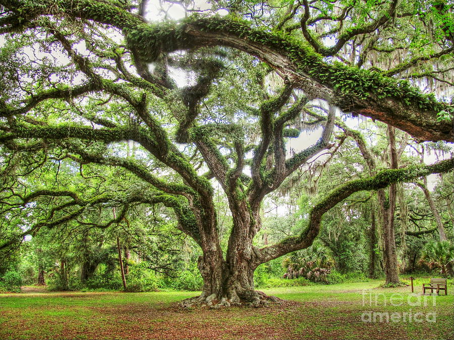 Majestic Oak Photograph By Myrna Bradshaw