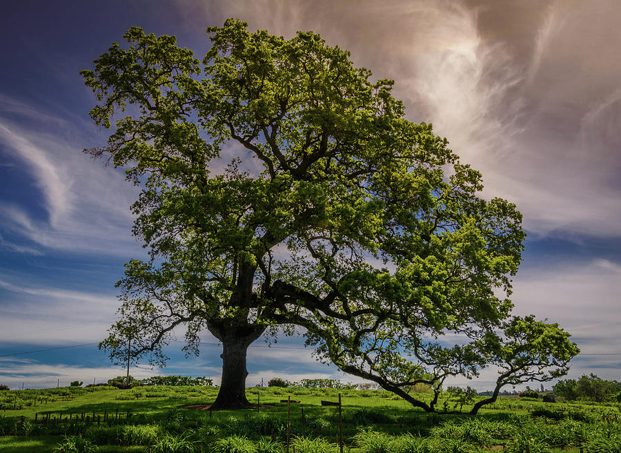 Majestic Oak Photograph by Steph Gabler