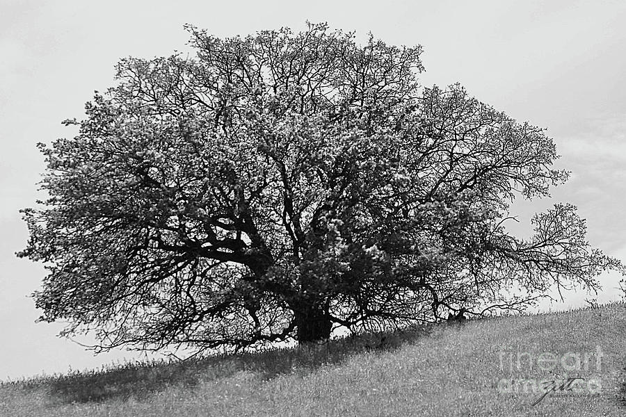 Majestic Oak Photograph by Suzette Kallen