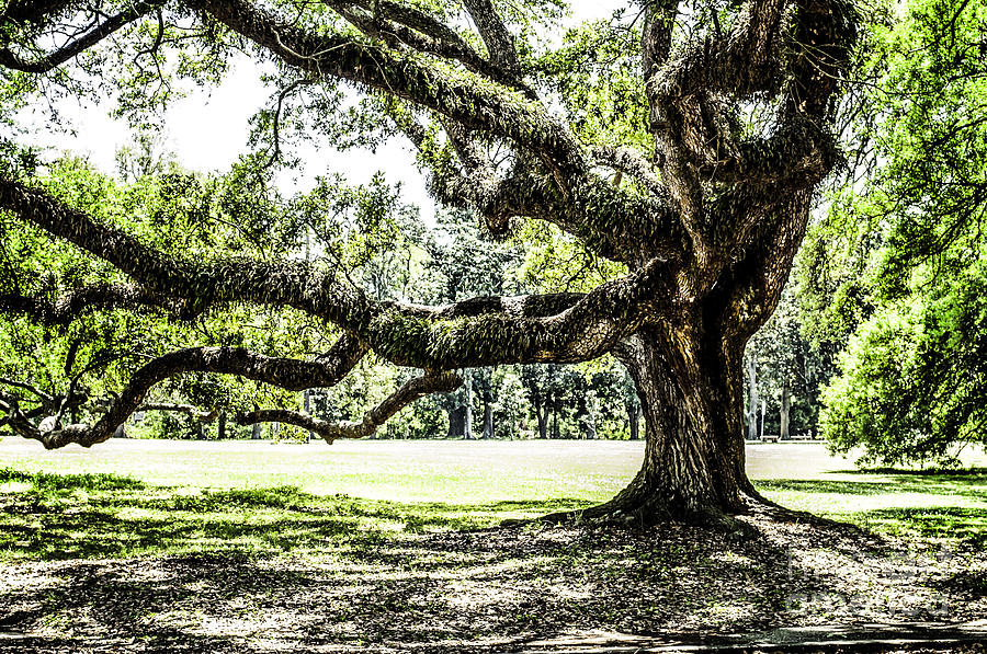 Majestic Oak Tree Photograph by Frances Ann Hattier
