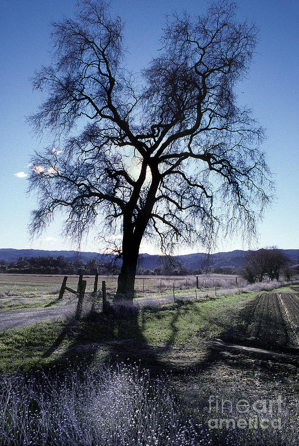 Majestic Oak Tree Silhouette in Guinda Yolo County Photograph by Wernher Krutein