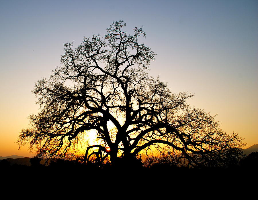 Majestic Oak Tree Sunset Photograph