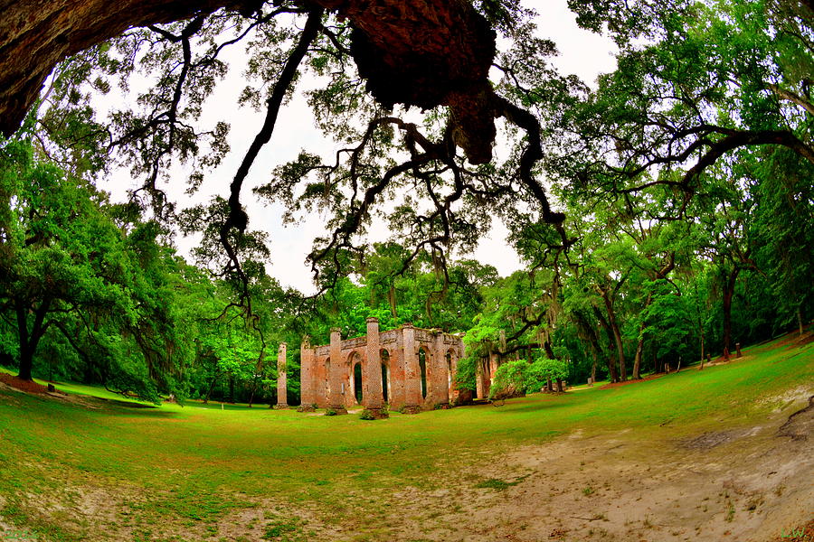 Majestic Oaks At Old Sheldon Church Ruins Photograph by Lisa Wooten