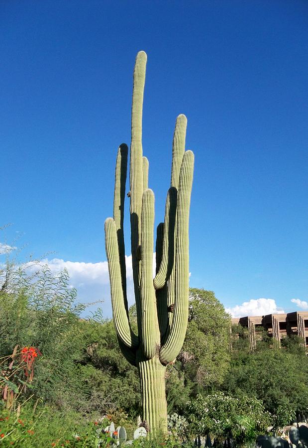 Majestic Old Saguaro Photograph by Adrienne Wilson - Fine Art America