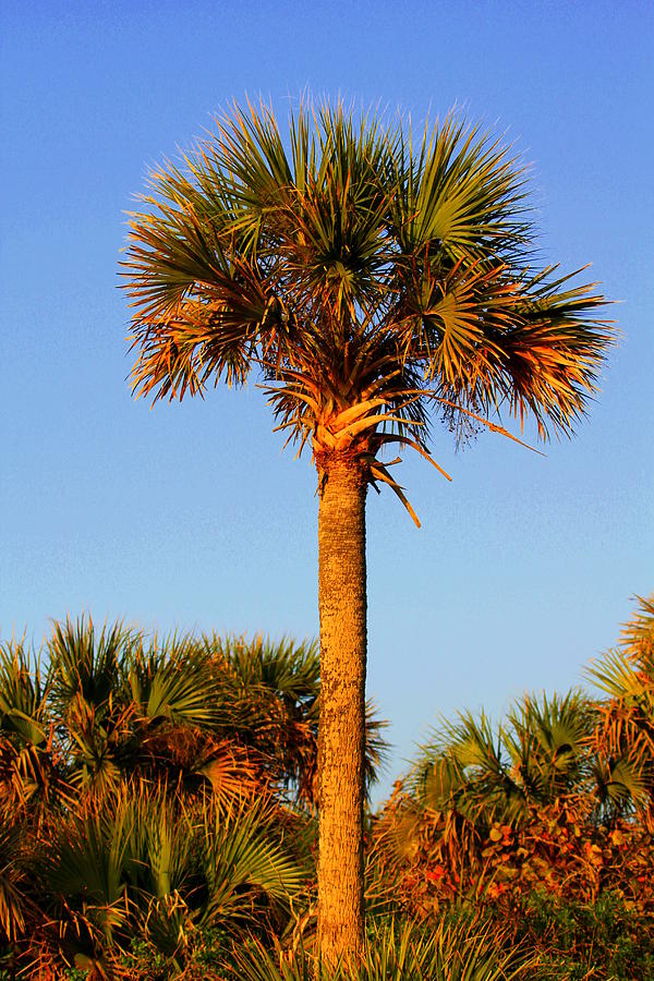 Majestic Palm Photograph by Sean Allen