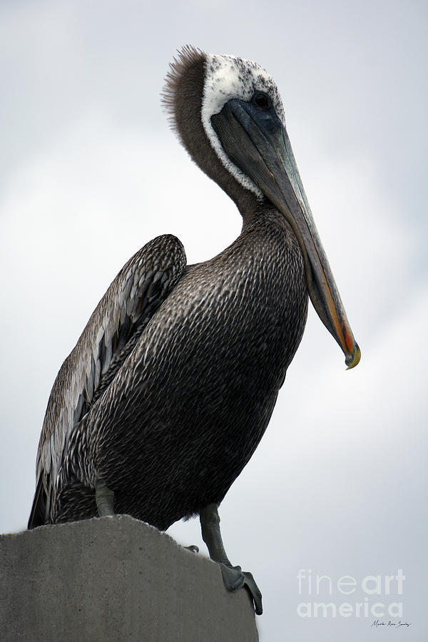 Majestic Pelican Photography A10317R Photograph by Mas Art Studio