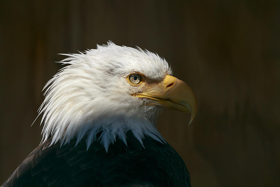 Majestic Portrait Photograph by Zane Giles - Fine Art America