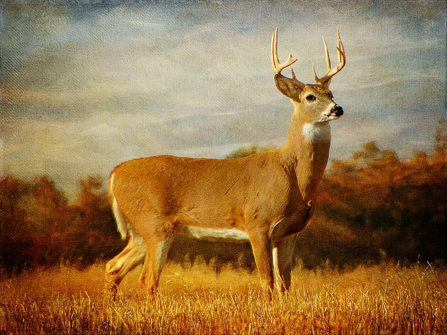 Deer Photograph - Majestic Pose by Blair Wainman