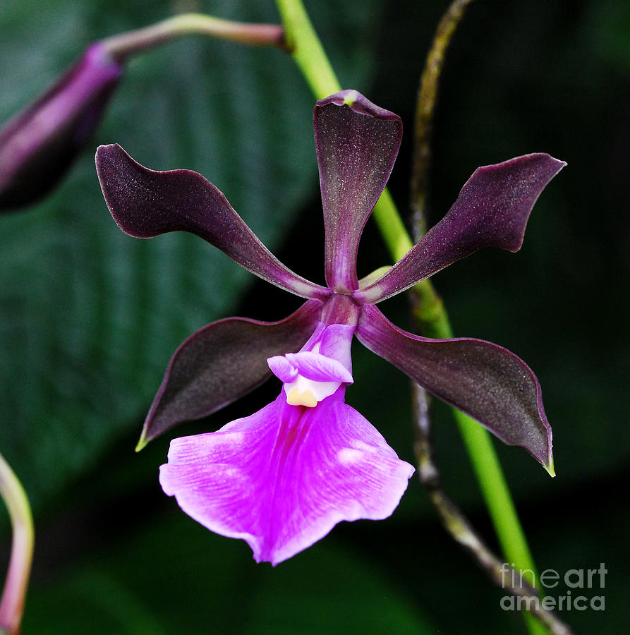 Majestic Purple Orchid  Photograph by Nancy Mueller