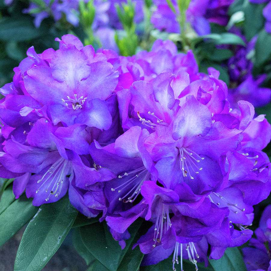 Majestic Purple Rhododendron Photograph by Lisa Blake