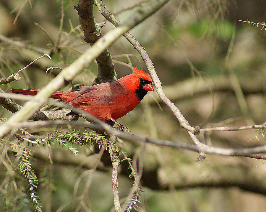 Majestic Red Cardinal Photograph by Margie Avellino