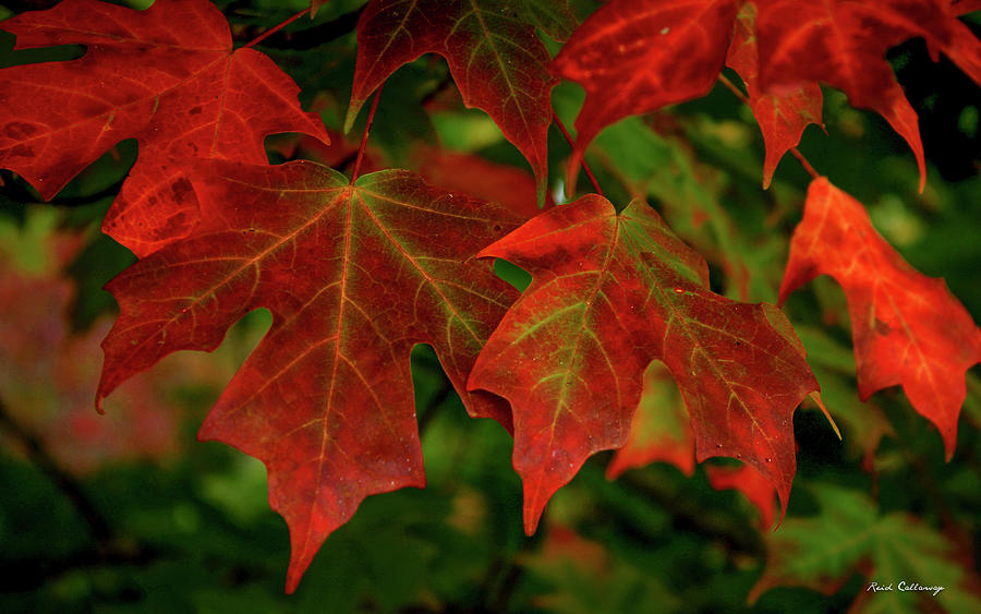 Majestic Red Fall Maple Leaves Art Photograph by Reid Callaway