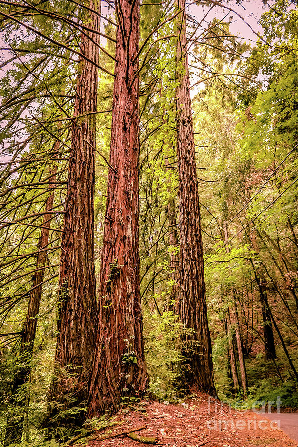 Majestic redwood trees Photograph by Claudia M Photography